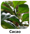 Cacao